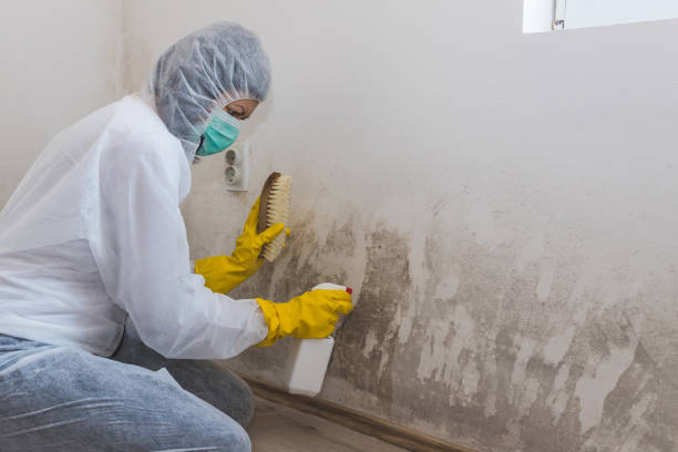 Best Professional Mold Removal  in Palm Springs North, FL