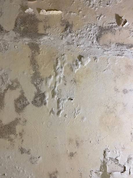 Best Certified Mold Removal  in Palm Springs North, FL