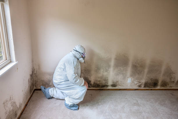 Best Emergency Mold Removal  in Palm Springs North, FL